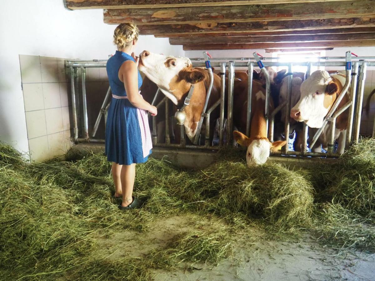 Zickerreith Almhutte Hostel Rosenau am Hengstpass Kültér fotó